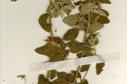 <strong>Euphorbiaceae - Chrozophora - Chrozophora senegalensis (Lam.) A.Juss. ex Spreng.</strong><br />© hnb