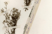 <strong>Rubiaceae - Oldenlandia - Oldenlandia herbacea (L.) Roxb.</strong><br />© hnb