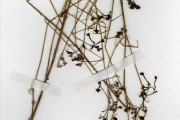 <strong>Rubiaceae - Kohautia - Kohautia grandiflora DC.</strong><br />© hnb