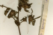 <strong>Rubiaceae - Spermacoce - Spermacoce stachydea DC.</strong><br />© hnb