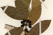 <strong>Clusiaceae - Garcinia - Garcinia ovalifolia Oliv.</strong><br />© hnb