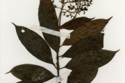 <strong>Rubiaceae - Gaertnera - Gaertnera paniculata Benth.</strong><br />© hnb