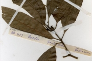 <strong>Rubiaceae - Psychotria - Psychotria psychotrioides (DC.) Roberty</strong><br />© hnb