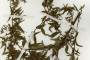 <strong>Onagraceae - Ludwigia - Ludwigia hyssopifolia (Don) Exell</strong><br />© hnb
