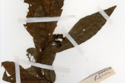<strong>Rubiaceae - Psychotria - Psychotria vogeliana Benth.</strong><br />© hnb