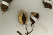 <strong>Cochlospermaceae - Cochlospermum - Cochlospermum tinctorium Perr. ex A.Rich.</strong><br />© hnb