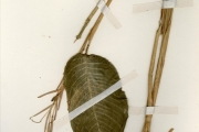 <strong>Marantaceae - Marantochloa - Marantochloa purpurea (Ridl.) Milne-Redh.</strong><br />© hnb