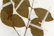 <strong>Myrtaceae - Syzygium - Syzygium guineense (Willd.) DC. subsp. guineense</strong><br />© hnb