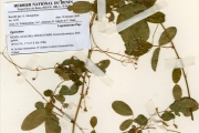 <strong>Leguminosae-Papilionoideae - Desmodium - Desmodium adscendens (Sw.) DC. var. robustrum Schubert</strong><br />© hnb