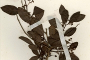 <strong>Celastraceae - Gymnosporia - Gymnosporia senegalensis (Lam.) Loes.</strong><br />© hnb