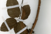 <strong>Moraceae - Ficus - Ficus sur Forssk.</strong><br />© hnb