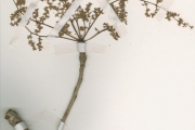 <strong>Anacardiaceae - Haematostaphis - Haematostaphis barteri Hook.f.</strong><br />© hnb