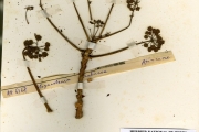 <strong>Apiaceae - Steganotaenia - Steganotaenia araliacea Hochst.</strong><br />© hnb