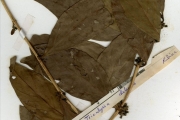 <strong>Rubiaceae - Tricalysia - Tricalysia okelensis Hiern</strong><br />© hnb