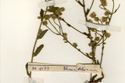 <strong>Asteraceae - Blumea - Blumea aurita (L.f.) DC.</strong><br />© hnb