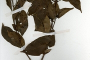<strong>Rubiaceae - Mussaenda - Mussaenda arcuata Lam. ex Poir.</strong><br />© hnb
