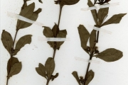 <strong>Rubiaceae - Fadogia - Fadogia agrestis Schweinf. ex Hiern</strong><br />© hnb