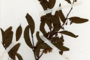 <strong>Olacaceae - Ximenia - Ximenia americana L.</strong><br />© hnb