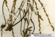 <strong>Leguminosae-Papilionoideae - Alysicarpus - Alysicarpus zeyheri Harv.</strong><br />© hnb