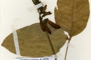 <strong>Leguminosae-Papilionoideae - Erythrina - Erythrina senegalensis DC.</strong><br />© hnb