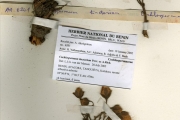 <strong>Cochlospermaceae - Cochlospermum - Cochlospermum tinctorium Perr. ex A.Rich.</strong><br />© hnb