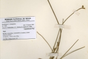 <strong>Leguminosae-Papilionoideae - Vigna - Vigna frutescens A.Rich.</strong><br />© hnb