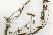 <strong>Leguminosae-Papilionoideae - Vigna - Vigna frutescens A.Rich.</strong><br />© hnb