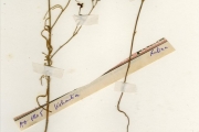 <strong>Rubiaceae - Kohautia - Kohautia grandiflora DC.</strong><br />© hnb