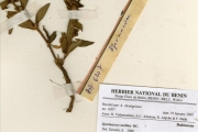 <strong>Rubiaceae - Spermacoce - Spermacoce ruelliae DC.</strong><br />© hnb