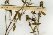 <strong>Rubiaceae - Mitracarpus - Mitracarpus hirtus (L.) DC.</strong><br />© hnb