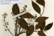 <strong>Meliaceae - Ekebergia - Ekebergia capensis Sparrm.</strong><br />© hnb