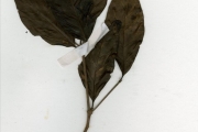<strong>Rubiaceae - Rothmannia - Rothmannia urcelliformis (Hiern) Bullock ex Robyns</strong><br />© hnb