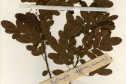 <strong>Leguminosae-Papilionoideae - Dalbergia - Dalbergia rufa G.Don</strong><br />© hnb