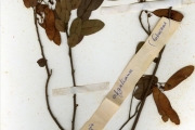 <strong>Leguminosae-Papilionoideae - Dalbergia - Dalbergia rufa G.Don</strong><br />© hnb