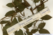 <strong>Leguminosae-Papilionoideae - Centrosema - Centrosema pubescens Benth.</strong><br />© hnb