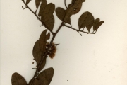 <strong>Olacaceae - Ximenia - Ximenia americana L.</strong><br />© hnb