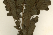 <strong>Leguminosae-Caesalpinioideae - Senna - Senna surattensis (Burm.f.) H.S.Irwin & Barneby</strong><br />© hnb