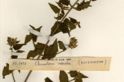 <strong>Asteraceae - Chromolaena - Chromolaena odorata (L.) R.M.King & H.Rob.</strong><br />© hnb