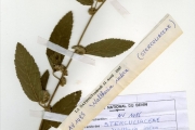 <strong>Sterculiaceae - Waltheria - Waltheria indica L.</strong><br />© hnb