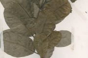<strong>Anacardiaceae - Anacardium - Anacardium occidentale L.</strong><br />© hnb