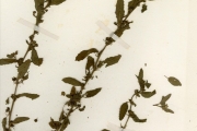 <strong>Malvaceae - Sida - Sida acuta Burm.f. subsp. acuta</strong><br />© hnb