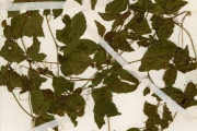 <strong>Cucurbitaceae - Momordica - Momordica cissoides Planch. ex Benth.</strong><br />© hnb