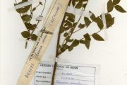 <strong>Rutaceae - Clausena - Clausena anisata (Willd.) Hook.f. ex Benth.</strong><br />© hnb