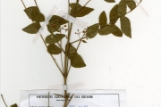 <strong>Rutaceae - Clausena - Clausena anisata (Willd.) Hook.f. ex Benth.</strong><br />© hnb