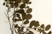 <strong>Euphorbiaceae - Flueggea - Flueggea virosa (Roxb. ex Willd.) Voigt</strong><br />© hnb