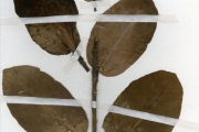 <strong>Moraceae - Ficus - Ficus glumosa Delile</strong><br />© hnb