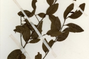 <strong>Olacaceae - Ximenia - Ximenia americana L.</strong><br />© hnb