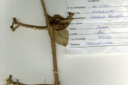 <strong>Rubiaceae - Gardenia - Gardenia ternifolia Schumach. & Thonn.</strong><br />© hnb