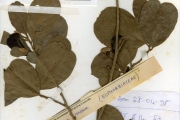 <strong>Euphorbiaceae - Antidesma - Antidesma venosum E.Mey. ex Tul.</strong><br />© hnb