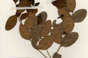 <strong>Myrtaceae - Eugenia - Eugenia coronata Schumach. & Thonn.</strong><br />© hnb